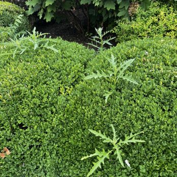 5 Star Mowing - Weeds - Lawn Services Near Me