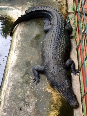 Palawan Wildlife Rescue and Conservation Center (Crocodile Farm) by null