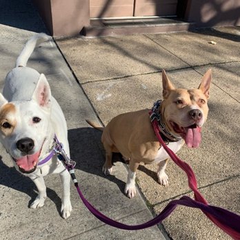 Chas Co Custom Pet Care - Dog Walkers Near Me - Brooklyn, New York