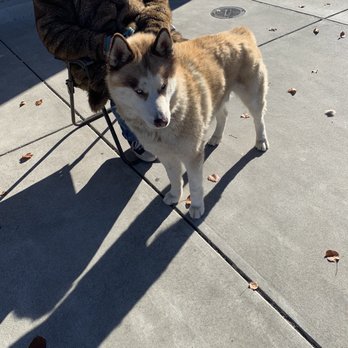 PetSmart - Pet Training Near Me - Rocklin, California