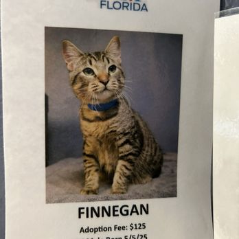 Orlando Cat Cafe - Animal Shelters Near Me - Clermont, Florida Orlando Cat Cafe - Animal Shelters Near Me - Clermont, Florida