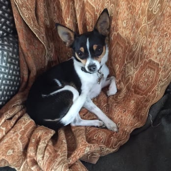 PoshPaws - Little Bennie - Pet Sitting Near Me PoshPaws - Little Bennie - Pet Sitting Near Me