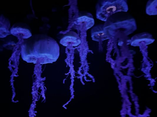 The Seas with Nemo & Friends by null