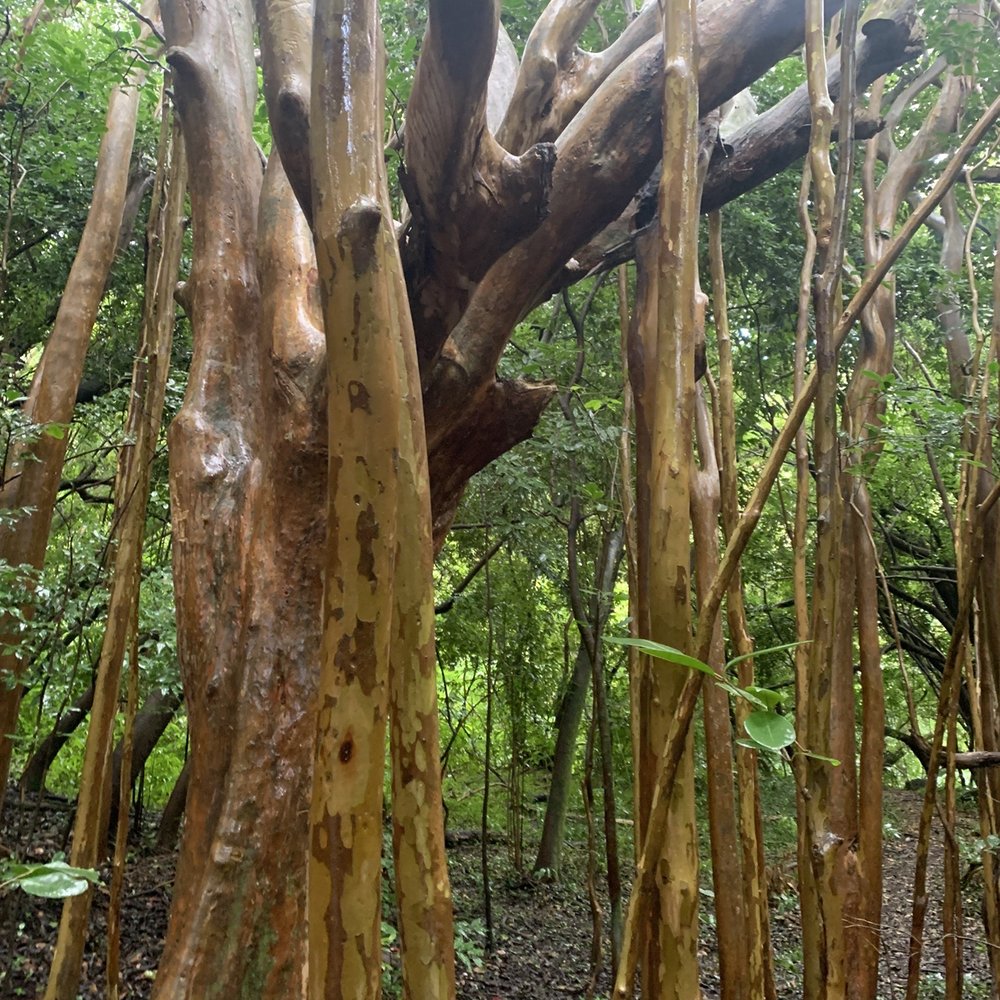 Lulumahu Falls - Tree - Hiking Near Me - Honolulu, Hawaii Lulumahu Falls - Tree - Hiking Near Me - Honolulu, Hawaii