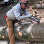 Photo of Saunders Tree Service