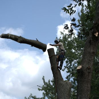 Alptex Tree Service - Tree Services Near Me Alptex Tree Service - Tree Services Near Me