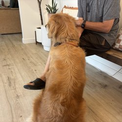 Vision Animal Eye Specialists - Waiting room