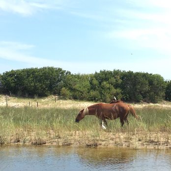 Corolla Wild Horse Tours - We saw them in their natural habitat. - Tours Near Me - Corolla, North Carolina