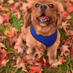 Ansonia Nature Center - Dog friendly