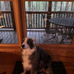 Sliding Rock Cabins - Zippy chilling!