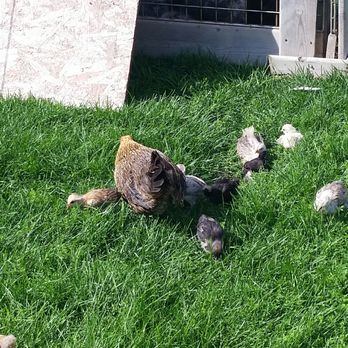 Vanderlaand Barnyard Zoo - Zoos Near Me - Inkerman, Ontario