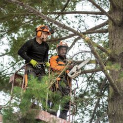 Monster Tree Service of Brazos Valley