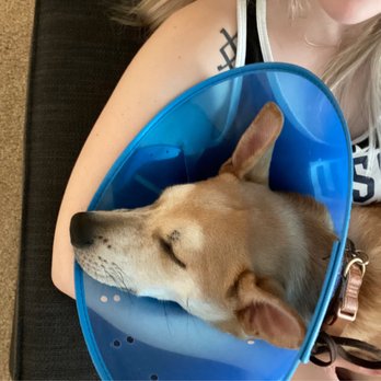 VCA Calvert Veterinary Center - Our happy and comfortable baby after the great care at Calvert. - Veterinarians Near Me - Pasadena, Maryland