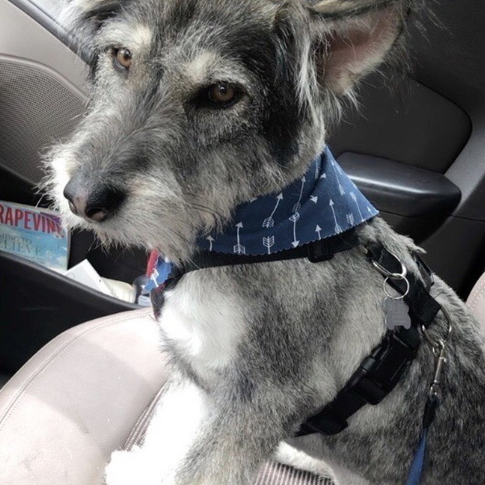 Preppy Pet - What we wanted him to look like. We also showed them this photo of our dog before hand. - Pet Sitting Near Me - Houston, Texas Preppy Pet - What we wanted him to look like. We also showed them this photo of our dog before hand. - Pet Sitting Near Me - Houston, Texas