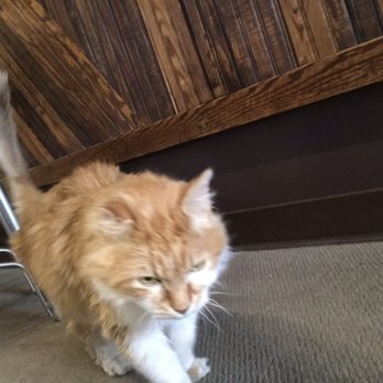 Goldsmith Silversmith - Business kitty keeping order - Jewelry Near Me - Omaha, Nebraska Goldsmith Silversmith - Business kitty keeping order - Jewelry Near Me - Omaha, Nebraska