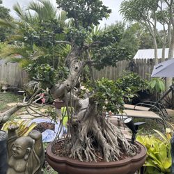 Bonsai Operations