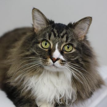Union Veterinary Clinic - Our hospital cat, Maddux. Is he handsome, or is he handsome? - Veterinarians Near Me - Washington, DC, District of Columbia