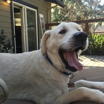 Nutz 4 Muttz - Dog Walkers Near Me - Danville, California