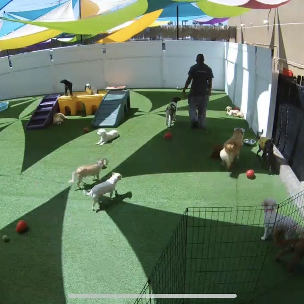 Wag Hotels - Carson - Loki on the webcam having an awesome time! - Pet Training Near Me - Carson, California Wag Hotels - Carson - Loki on the webcam having an awesome time! - Pet Training Near Me - Carson, California