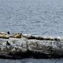 Portland Discovery Land & Sea Tours