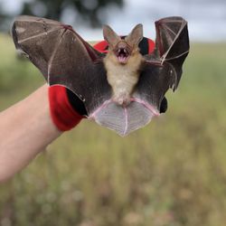 Sacramento Valley Wildlife Services - Bat Removal-Humane bat exclusion and attic inspections throughout Sacramento and Surrounding areas.