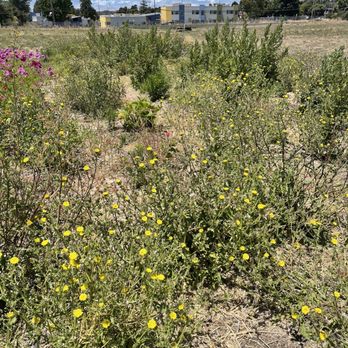 UC Gill Tract Community Farm - Monarch restoration project plot - Farms Near Me - Albany, California UC Gill Tract Community Farm - Monarch restoration project plot - Farms Near Me - Albany, California