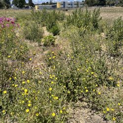 Monarch restoration project plot