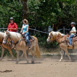 California Haflingers