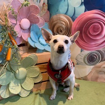 Pampered Pups - Pet Groomers Near Me