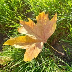 Parc Monceau - Fin octobre 2024... des couleurs d'automne