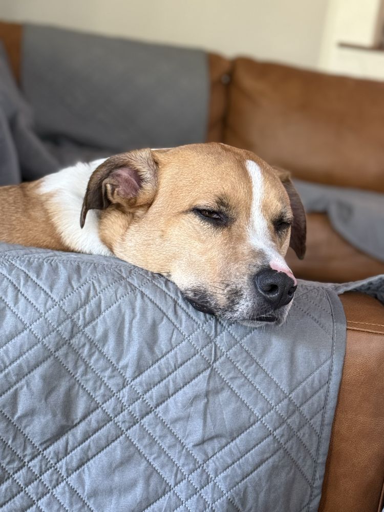 Faith and Fur Pet Care - pet boarding facility in Raleigh, NC