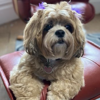 Wags - The cutest lil bitch in SF, thx to all the WAGs staff - Pet Groomers Near Me - San Francisco, California