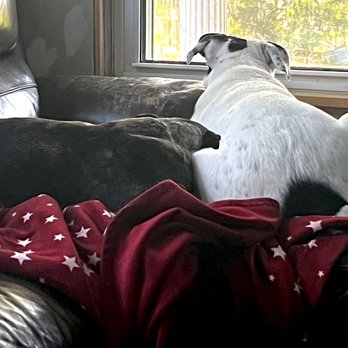 VEG ER for Pets - This was taken about 3 weeks after the incident. They're back to cuddling on the couch. - Emergency Pet Hospital Near Me - Oak Brook, Illinois VEG ER for Pets - This was taken about 3 weeks after the incident. They're back to cuddling on the couch. - Emergency Pet Hospital Near Me - Oak Brook, Illinois