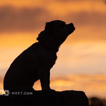 Dogs I Meet - Pet Photography Near Me