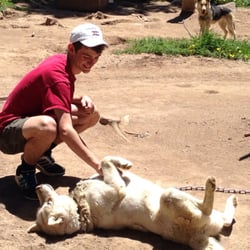 Snow Caps Sled Dogs - Bellyrubs!