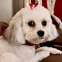 Heather's Bark Avenue Pet Spa - Hailey girl, groomed for Christmas 2020, at Heather's Bark Avenue Spa