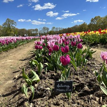 Wicked Tulips Flower Farm - Pick Your Own Farms Near Me - Preston, Connecticut Wicked Tulips Flower Farm - Pick Your Own Farms Near Me - Preston, Connecticut