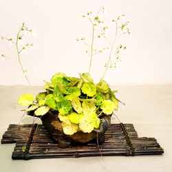 Sei Boku Bonsai Kai