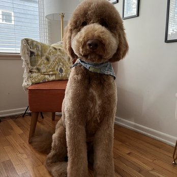 Blue Pooch - Miso - Pet Groomers Near Me - Los Angeles, California Blue Pooch - Miso - Pet Groomers Near Me - Los Angeles, California