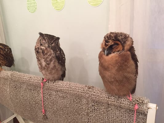 Owl Cafe Tokyo by null