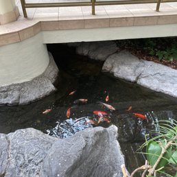 Koi pond Koi pond