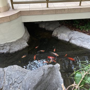 Embassy Suites by Hilton Birmingham - Koi pond - Hotels Near Me - Birmingham, Alabama Embassy Suites by Hilton Birmingham - Koi pond - Hotels Near Me - Birmingham, Alabama