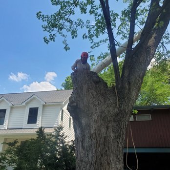J & C Tree Services - Tree Services Near Me J & C Tree Services - Tree Services Near Me