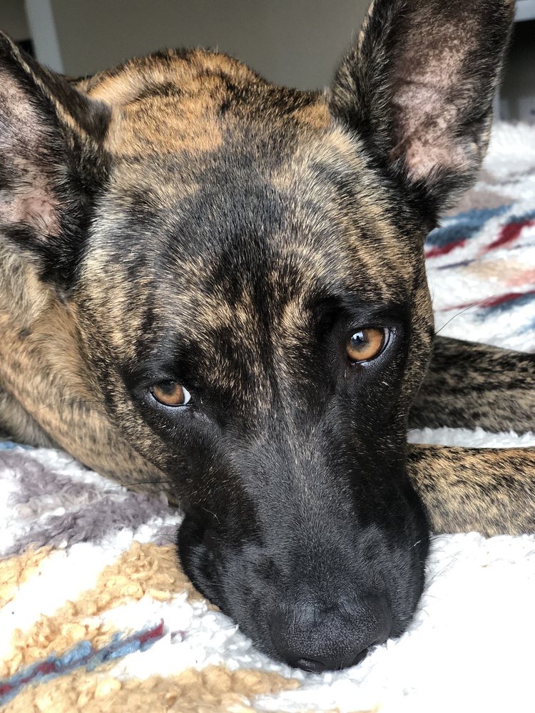 LAKESHORE PAWS Updated August 2024 10 Photos 4611 Evans Ave