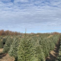 Hart Christmas Farm - Christmas trees