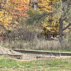 ForMar Nature Preserve & Arboretum - We see deer all the time. There