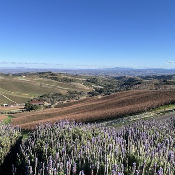 DAOU Vineyards - Beautiful view of the vineyard - Wineries Near Me - Paso Robles, California