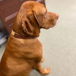 Bokshan Law Firm - Our office therapist  keeps us sane during these uncertain times.