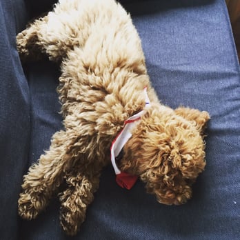 Woof Academy - Bode Frump || happily exhausted from playing, training and graduating with his buddies at Woofingham Palace's Puppy Class! - Pet Training Near Me - Encinitas, California