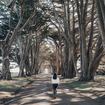 Cypress Tree Tunnel - Tunnel - Parks Near Me - Inverness, California Cypress Tree Tunnel - Tunnel - Parks Near Me - Inverness, California